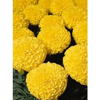 Compra TAGETE DISCOVERY YELLOW F1 (1000 Semillas). en la tienda online Fito Agrícola