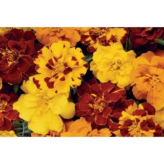 Compra TAGETE DURANGO ® MIX (1000 Semillas). en la tienda online Fito Agrícola