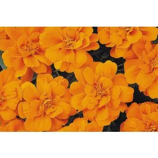 Compra TAGETE DURANGO ® TANGERINE (1000 Semillas). en la tienda online Fito Agrícola