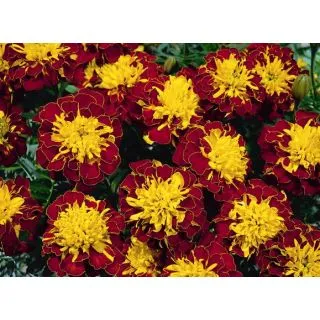 Compra TAGETE SUPER HERO ® RED (1000 Semillas). en la tienda online Fito Agrícola