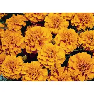 Compra TAGETE SUPER HERO ® ORANGE (1000 Semillas). en la tienda online Fito Agrícola