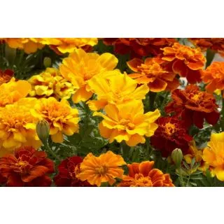 Compra TAGETE SAFARI MIX (1000 Semillas). en la tienda online Fito Agrícola