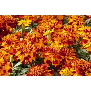 Compra TAGETE SAFARI BOLERO (1000 Semillas). en la tienda online Fito Agrícola