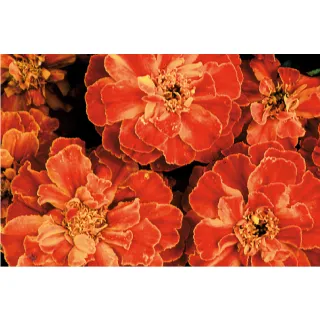 Compra TAGETE ZENITH ROJO F1 (1000 Semillas). en la tienda online Fito Agrícola