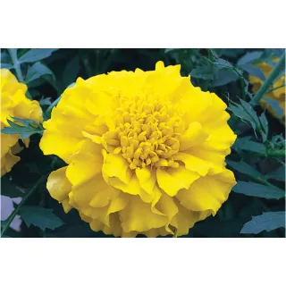 Compra TAGETE ZENITH YELLOW F1 (1000 Semillas). en la tienda online Fito Agrícola