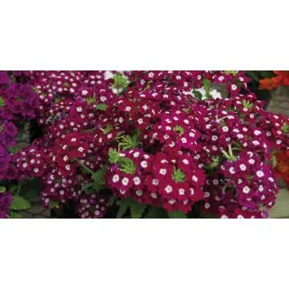 Compra VERBENA QUARTZ XP BURGUNDY EYE F1 (1000 Semillas). en la tienda online Fito Agrícola