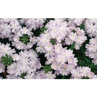 Compra VERBENA QUARTZ XP SILVER F1 (1000 Semillas). en la tienda online Fito Agrícola