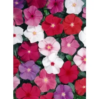 Compra VINCA HEATWAVE MIX (1000 Semillas). en la tienda online Fito Agrícola