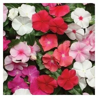 Compra VINCA CARIBE MIX F1 (1000 Semillas). en la tienda online Fito Agrícola