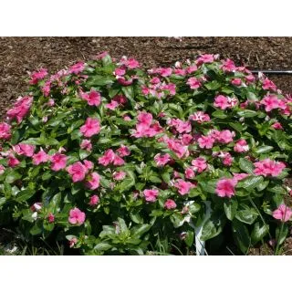 Compra VINCA CARIBE ROSA F1 (1000 Semillas). en la tienda online Fito Agrícola