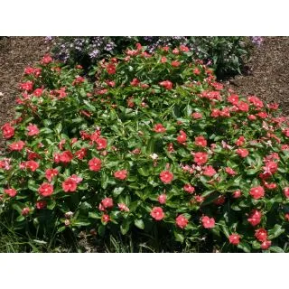 Compra VINCA CARIBE RED F1 (1000 Semillas). en la tienda online Fito Agrícola