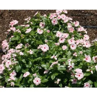 Compra VINCA CARIBE BLANCA F1 (1000 Semillas). en la tienda online Fito Agrícola