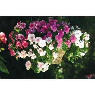 Compra VINCA CASCADE MIX F1 (1000 Semillas). en la tienda online Fito Agrícola