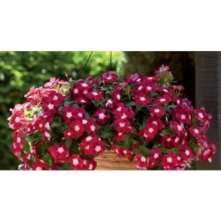 Compra VINCA CASCADE BURGUNDY HALO F1 (1000 Semillas). en la tienda online Fito Agrícola