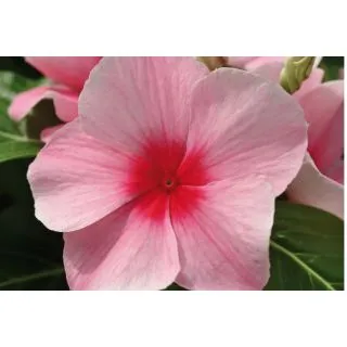 Compra VINCA CASCADE STRAWBERRY (1000 Semillas). en la tienda online Fito Agrícola