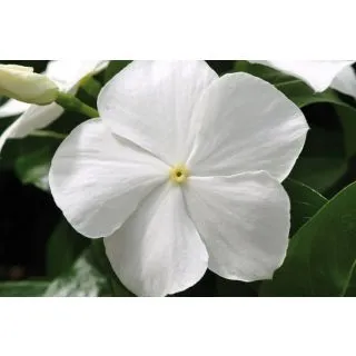 Compra VINCA CASCADE BLANCA F1 (1000 Semillas). en la tienda online Fito Agrícola