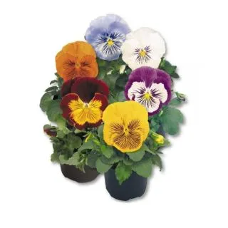 Compra PENSAMIENTO CATS ® MIX F1 (1000 Semillas). en la tienda online Fito Agrícola