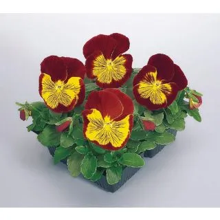 Compra PENSAMIENTO CATS ® RED GOLD F1 (1000 Semillas). en la tienda online Fito Agrícola