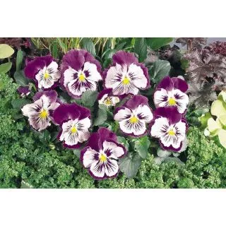 Compra PENSAMIENTO CATS ® VIOLET WHITE F1 (1000 Semillas). en la tienda online Fito Agrícola