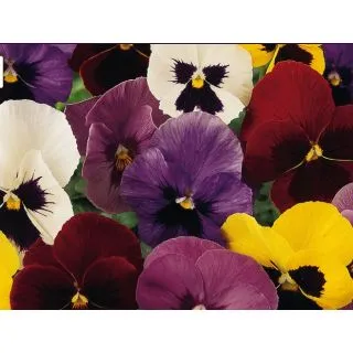 Compra PENSAMIENTO PANOLA ® MIX F1 (1000 Semillas). en la tienda online Fito Agrícola