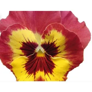 Compra PENSAMIENTO PANOLA ® ROSE PICOTEE F1 (1000 Semillas). en la tienda online Fito Agrícola