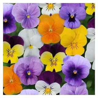 Compra VIOLA CORNUTA SORBET® XP MIX F1 (1000 Semillas). en la tienda online Fito Agrícola