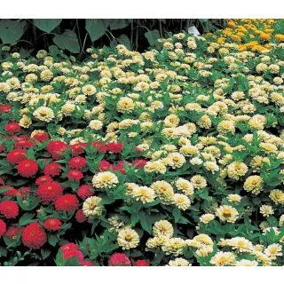 Compra ZINNIA DREAMLAND MIX F1 (1000 Semillas). en la tienda online Fito Agrícola