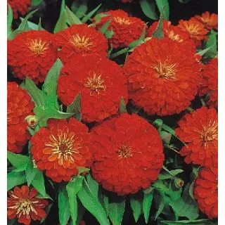 Compra ZINNIA DREAMLAND ROJA F1 (1000 Semillas). en la tienda online Fito Agrícola
