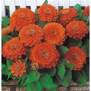 Compra ZINNIA DREAMLAND SCARLET F1 (1000 Semillas). en la tienda online Fito Agrícola