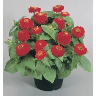 Compra ZINNITA ROJA F1 (1000 Semillas). en la tienda online Fito Agrícola
