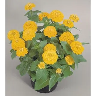 Compra ZINNITA YELLOW F1 (1000 Semillas). en la tienda online Fito Agrícola