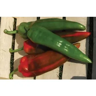 Compra PIMIENTO COACH F1 (1000 Semillas). en la tienda online Fito Agrícola