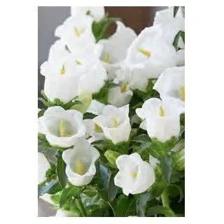Compra CAMPÁNULA APPEAL WHITE (240 Plantas). en la tienda online Fito Agrícola