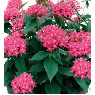 Compra PENTA GRAFFITI LAZER PINK (240 Plantas). en la tienda online Fito Agrícola