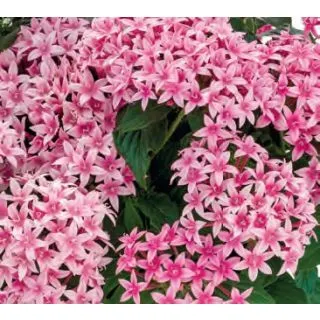 Compra PENTA GRAFFITI FLIRTY PINK (240 plantas). en la tienda online Fito Agrícola