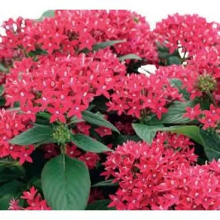 Compra PENTA GRAFFITI FUCHSIA (240 plantas). en la tienda online Fito Agrícola