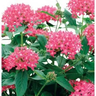 Compra PENTA GRAFFITI TRUE PINK (240 plantas). en la tienda online Fito Agrícola