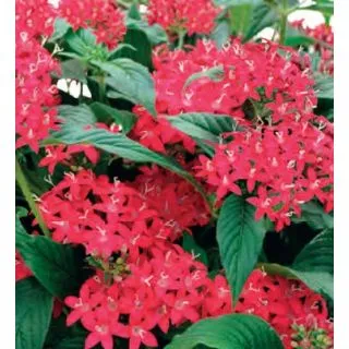 Compra PENTA GRAFFITI RED RUBY(240 plantas). en la tienda online Fito Agrícola