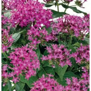 Compra PENTA GRAFFITI ULTRA VIOLET (240 plantas). en la tienda online Fito Agrícola