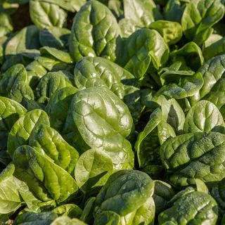 Compra ESPINACA MAGNETIC F1 (1.000.000 Semillas) en la tienda online Fito Agrícola