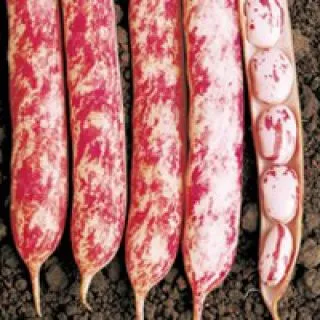 Compra JUDÍA ETNA (25 Kgr.). en la tienda online Fito Agrícola