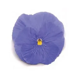 Compra PENSAMIENTO MATRIX TRUE BLUE (240 Plantas). en la tienda online Fito Agrícola