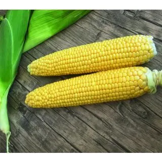 Compra MAÍZ SUPERDULCE MESSENGER F1 (5.000 Semillas). en la tienda online Fito Agrícola