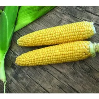 Compra MAÍZ SUPERDULCE MESSENGER F1 (100.000 Semillas). en la tienda online Fito Agrícola