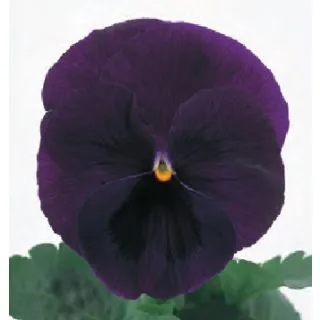 Compra PENSAMIENTO POWER BLUE WITH BLOTCH (240 plantas). en la tienda online Fito Agrícola