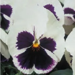 Compra PENSAMIENTO POWER WHITE WITH BLOTCH (240 plantas). en la tienda online Fito Agrícola