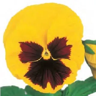 Compra PENSAMIENTO POWER YELLOW WITH BLOTCH (240 plantas). en la tienda online Fito Agrícola