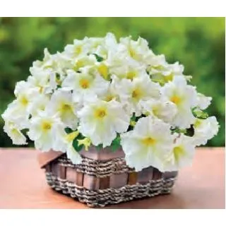 Compra PETUNIA SUCCESS 360 LIGHT YELLOW (240 Plantas). en la tienda online Fito Agrícola