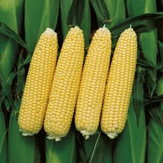 Compra MAÍZ SUPERDULCE CHALLENGER F1 (5.000 Semillas). en la tienda online Fito Agrícola