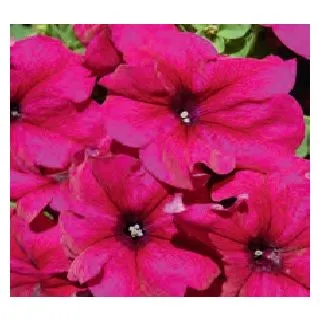 Compra PETUNIA LIMBO BURGUNDY (240 Plantas). en la tienda online Fito Agrícola